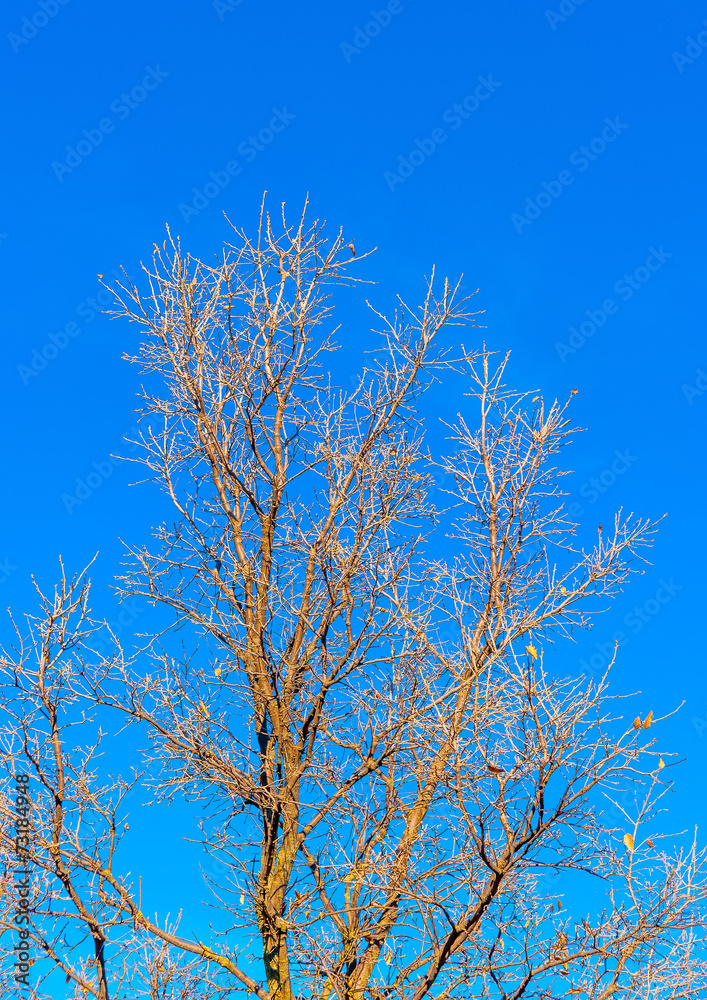 tree with naked branches near Peleta village in Greece tree with naked branches near Peleta village in Greece