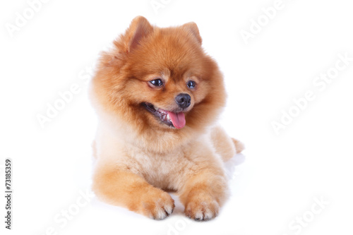 pomeranian dog brown short hair © sutichak