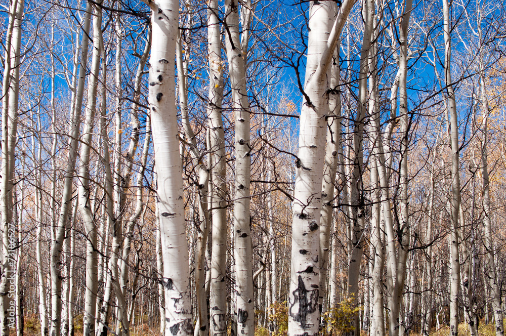 Fototapeta premium autumn aspen forest,colorado 