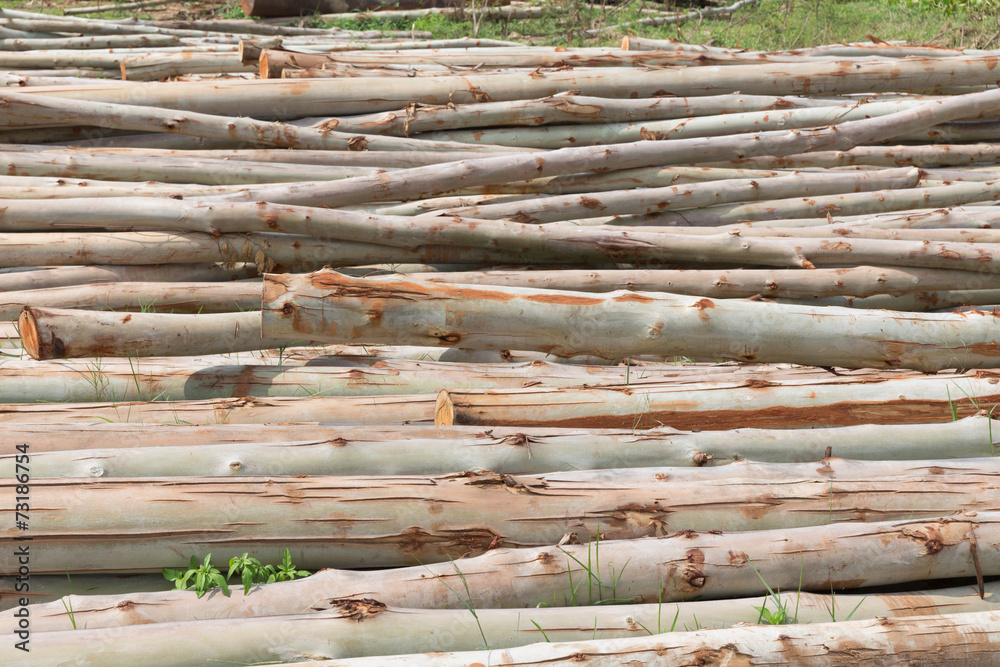Eucalyptus tree, Pile of wood logs ready for industry Eucalyptus tree, Pile of wood logs ready for industry