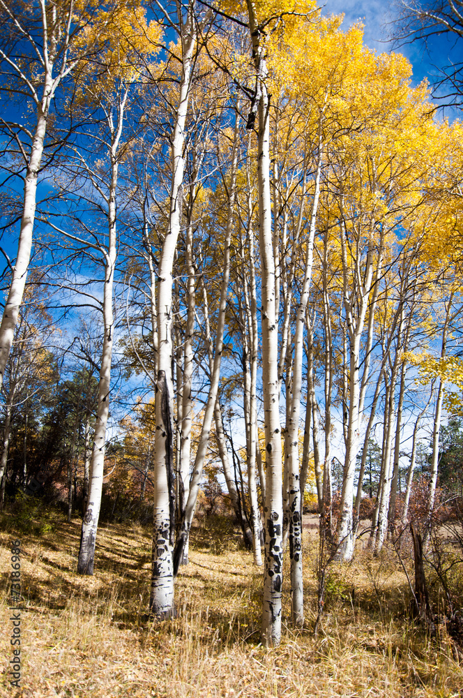 Fototapeta premium autumn aspen forest, colorado