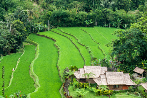 terrace rice fields