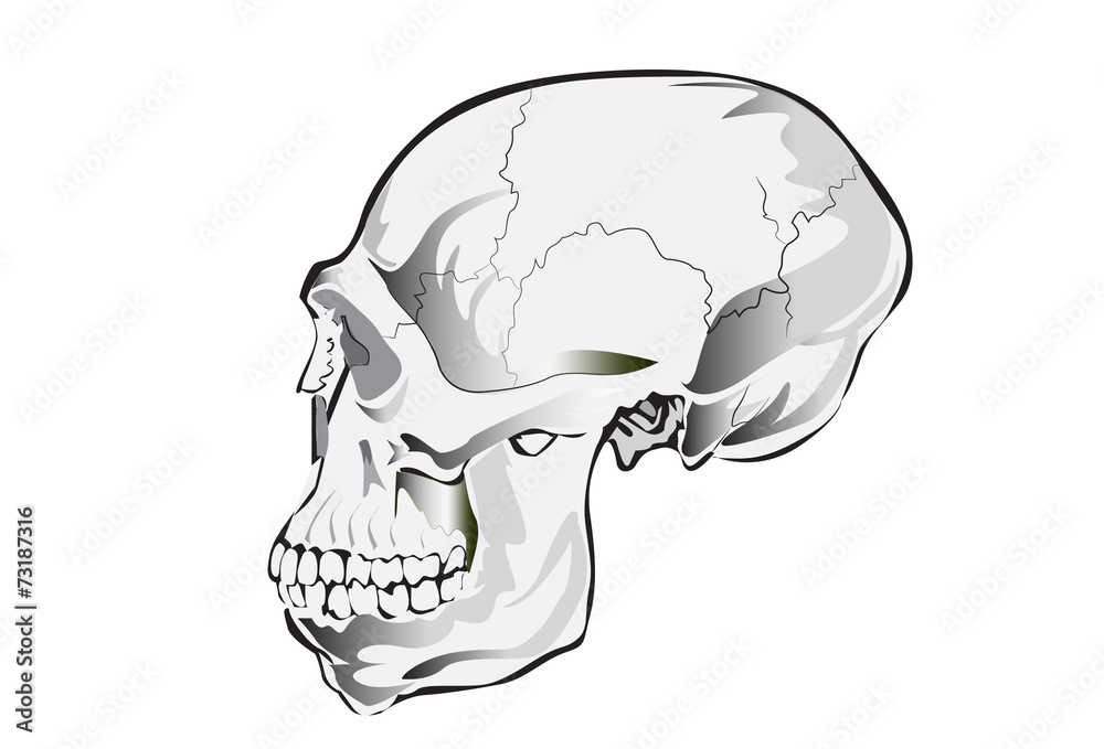 skull gray skull gray