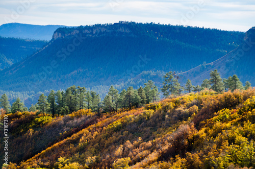 Hill side, autumn in colorado 