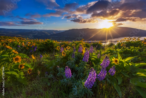 Beautiful widflower in sunrise, Columbia river gorge, Oregon