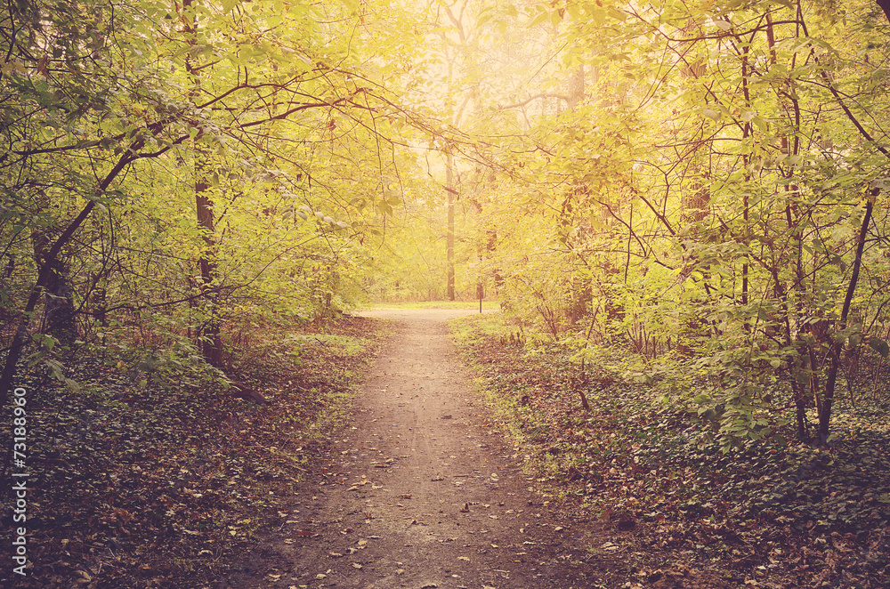 Path in autumn forest on a sunny day