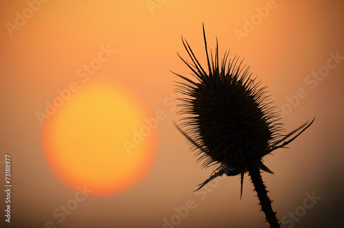 Wild thistles silhouette at sunset