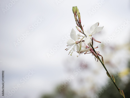 Gaura flower with neutral copy-space