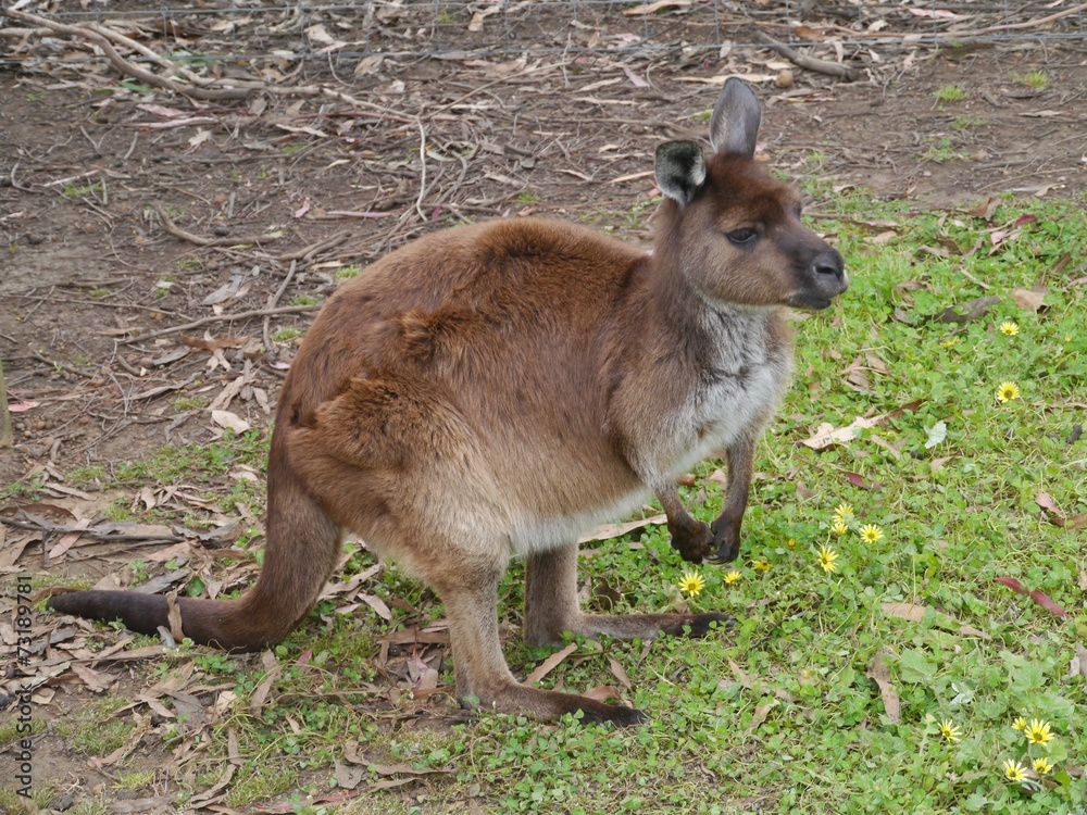 A kangaroo on Kangaroo island in Australia A kangaroo on Kangaroo island in Australia