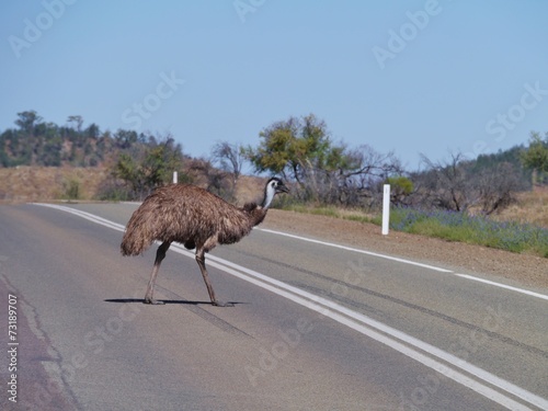 An emu crossing a road in South Australia