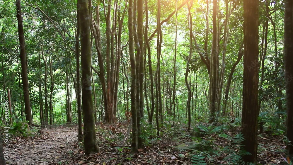 Sunbeam shine thru the tropical green forest. HD. 1920x1080. Koh Sunbeam shine thru the tropical green forest. HD. 1920x1080. Koh