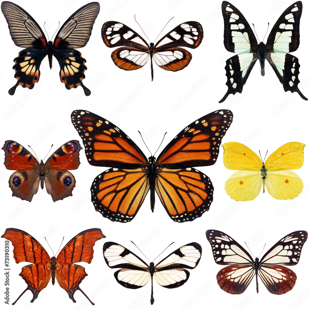 colorful butterfly colorful butterfly