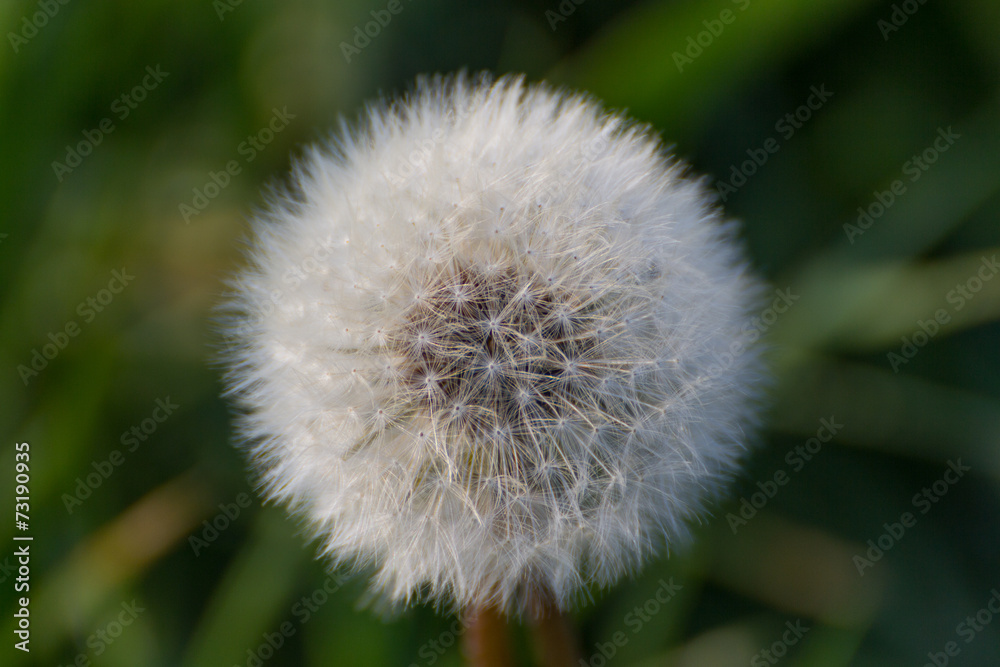 Dandelion Dandelion
