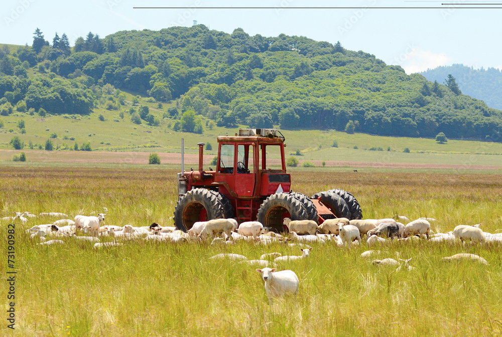 Naklejka premium Sheep Tractor