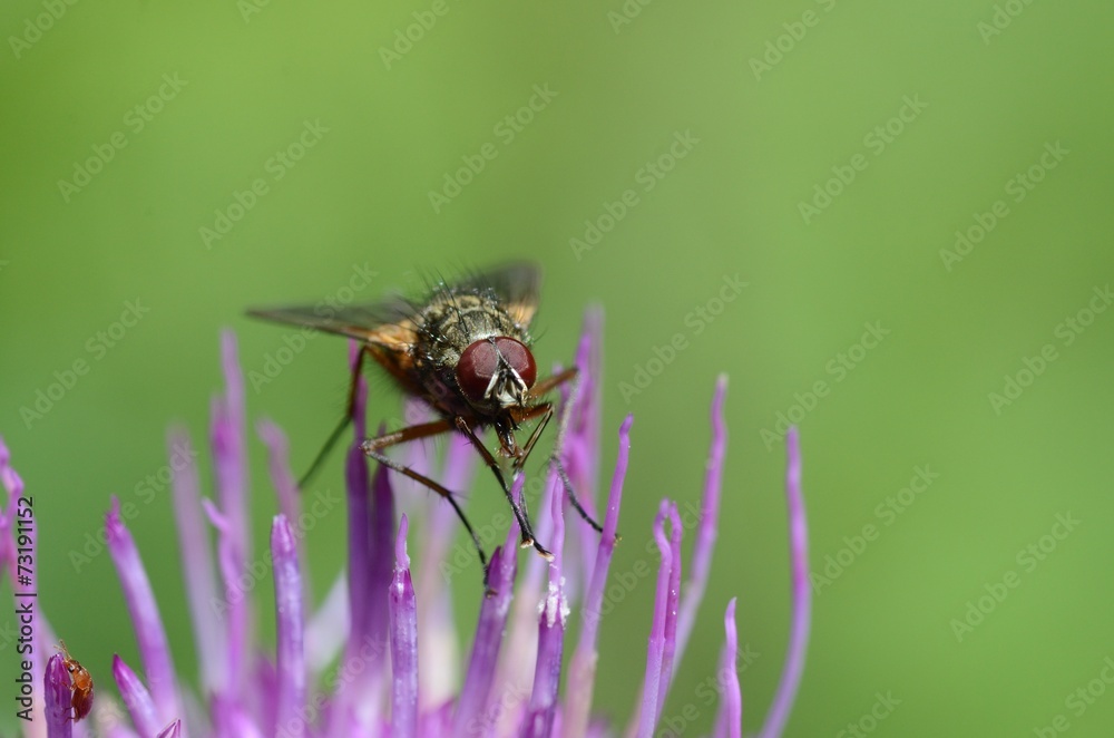 mosca su fiore mosca su fiore
