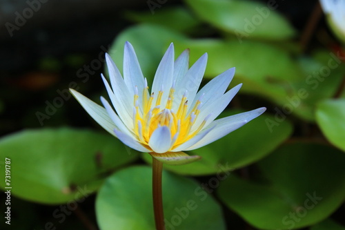 Lotus of Thailand
