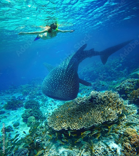Young woman snorkeling with whale shark.