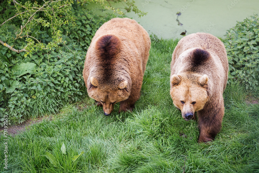 Obraz premium Brown bear