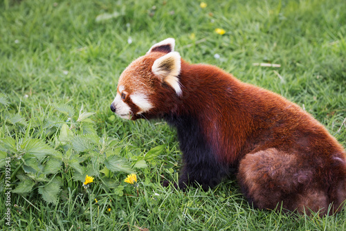 Red panda