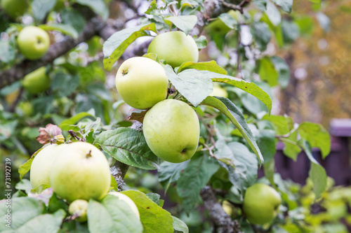 Fresh apple crop outdoors