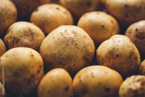 Fresh potato tubers photo