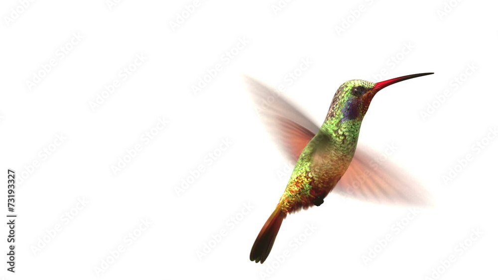 Humming bird on white, 3d animation.  set your flower