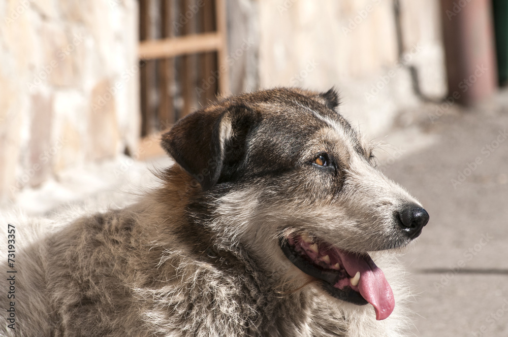 Street adult mixed breed dog lying to house wall