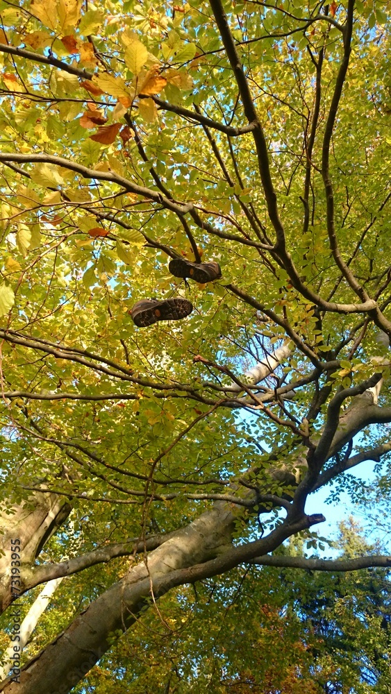 Obraz premium Wanderschuhe im grünen baum