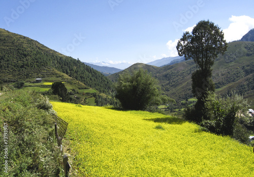 bhutan mustard field landscape