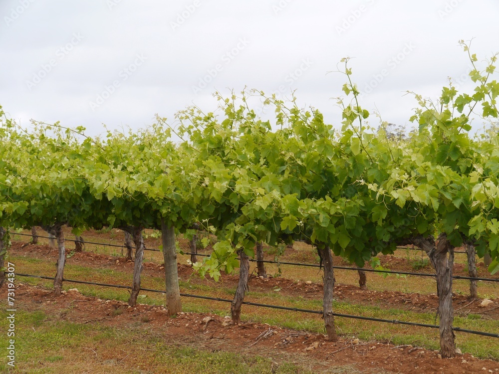 Naklejka premium wine vineyard on Kangaroo island in Australia