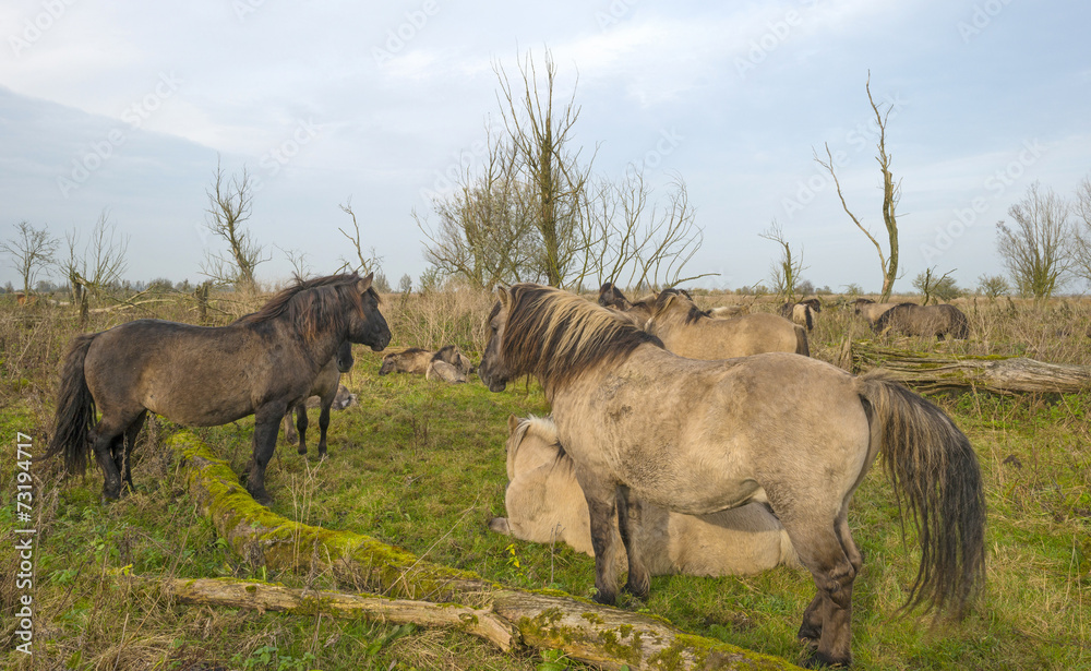 Fototapeta premium Herd of konik horses in nature at fall