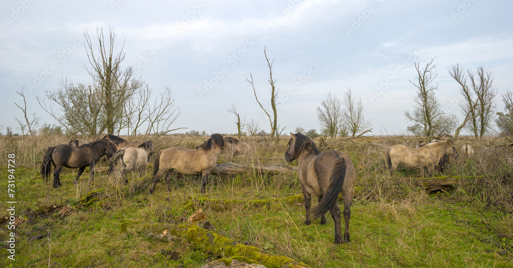 Fototapeta premium Herd of konik horses in nature at fall