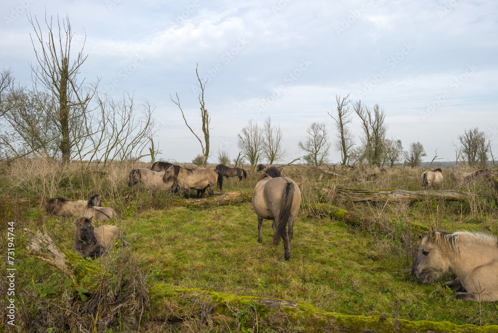 Herd of konik horses in nature at fall Herd of konik horses in nature at fall