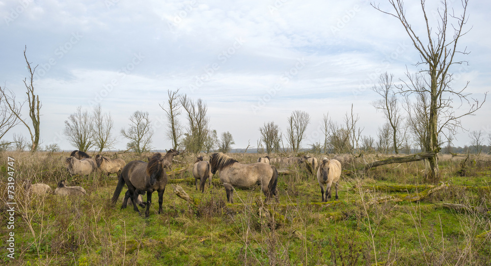 Herd of konik horses in nature at fall Herd of konik horses in nature at fall