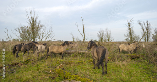 Herd of konik horses in nature at fall