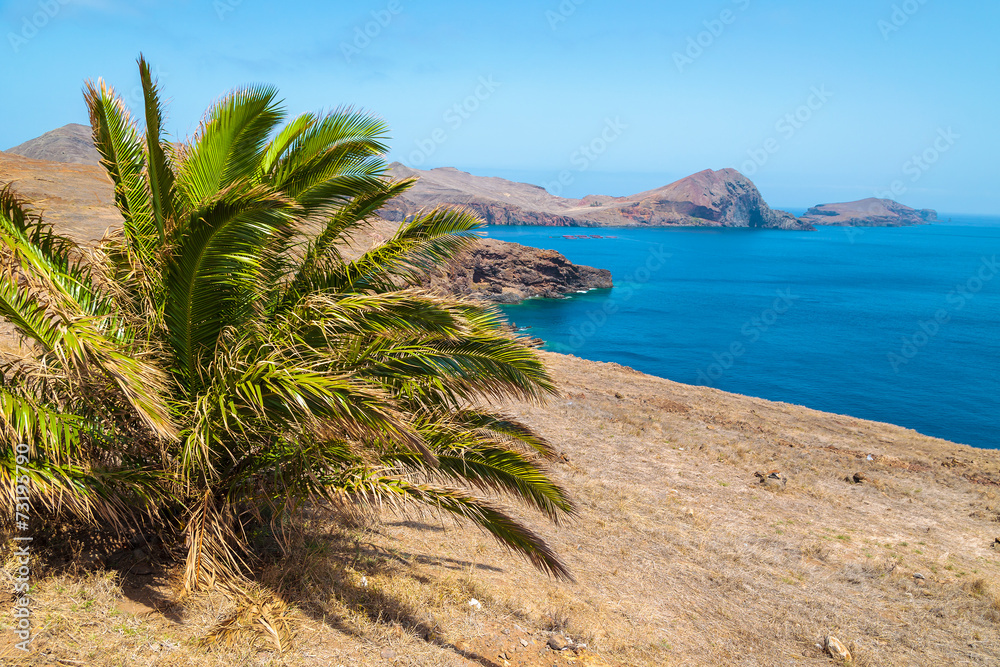 Palm trees and ocean view at Punta de Sao Lourenco, Madeira