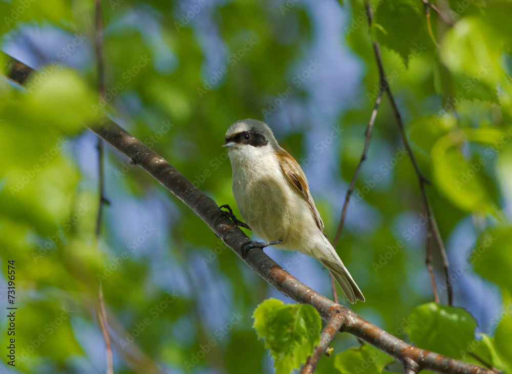Fototapeta premium Eurasian Penduline Tit on the branch