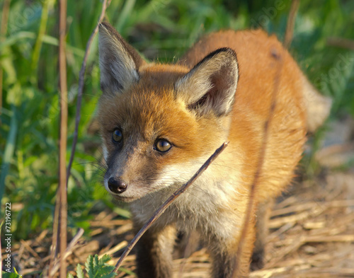 Red fox cub  © Vitaly Ilyasov