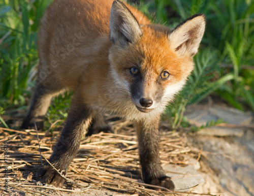 Red fox cub  © Vitaly Ilyasov