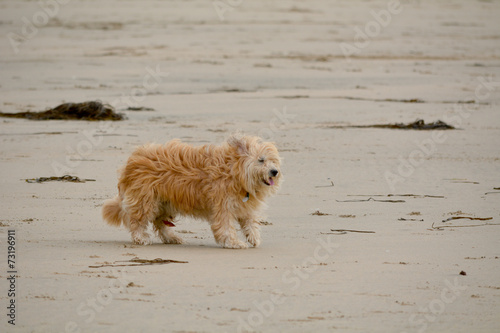 Dog on the beach - hair blowing in wind © martincp