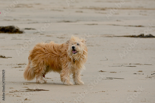 Dog on the beach - hair blowing in wind © martincp