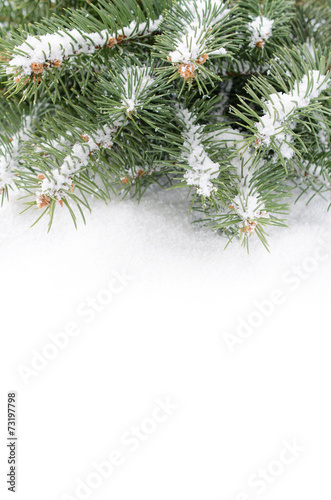 Branch of Christmas tree on a snow over white background