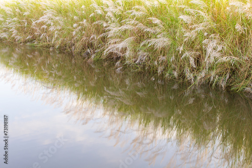 Reflections in the flower of grass that grows well on water.