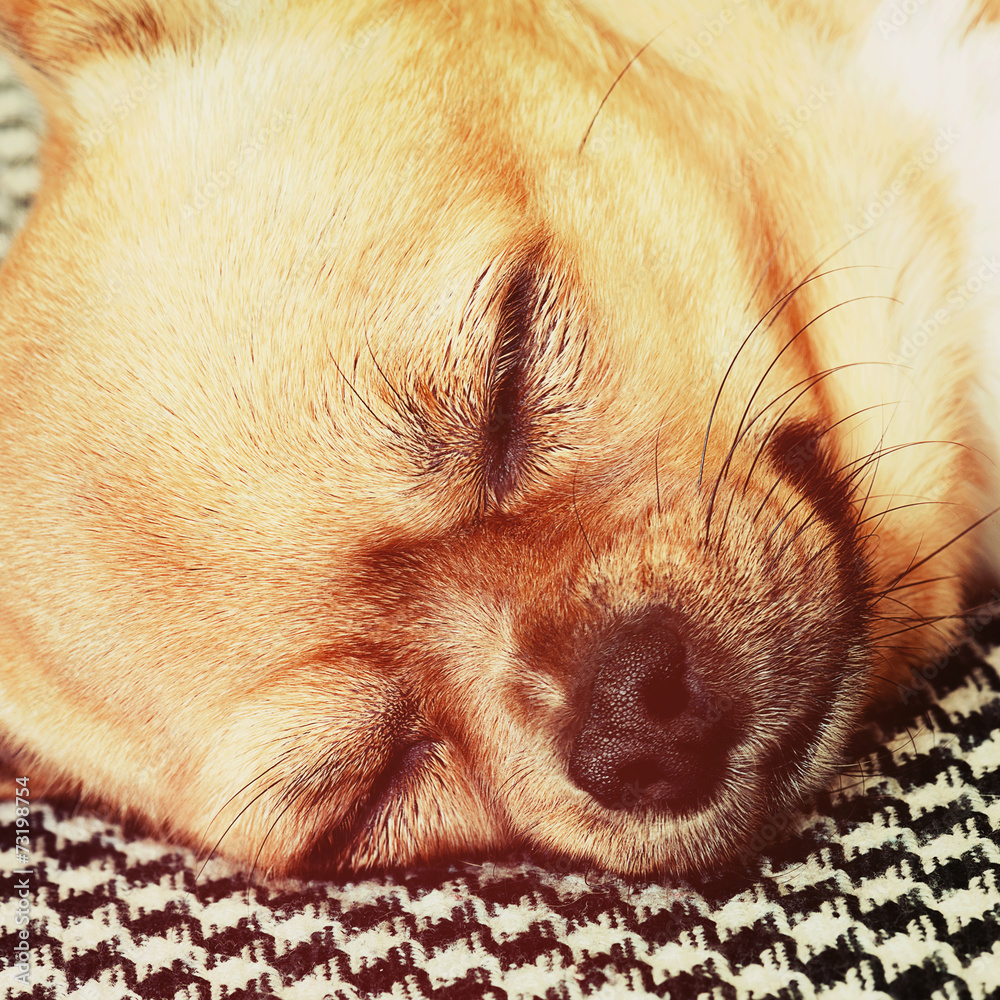 Sleeping Red Chihuahua Dog on Shemagh Pattern Background. Sleeping Red Chihuahua Dog on Shemagh Pattern Background.