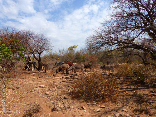 wilde grasende Kuh- und Eselherde in Mangola Tansania Afrika