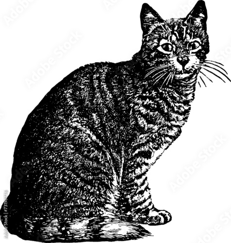 Fototapeta Naklejka Na Ścianę i Meble -  Vintage Illustration domestic cat