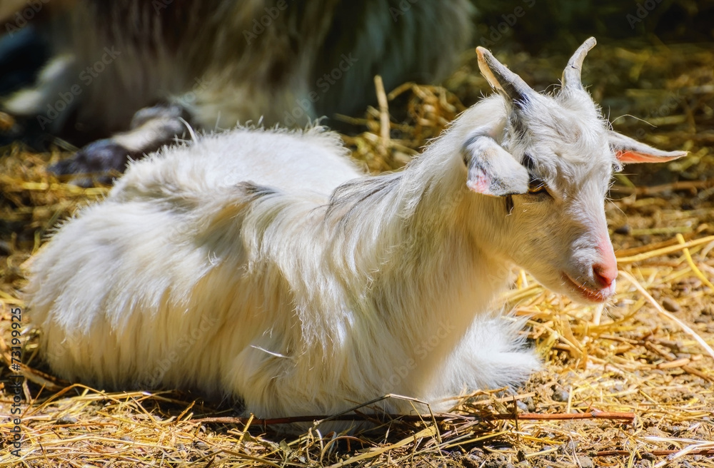 Home Goat Home Goat