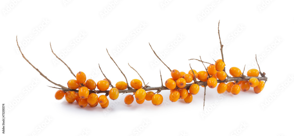 Obraz premium buckthorn isolated on a white background