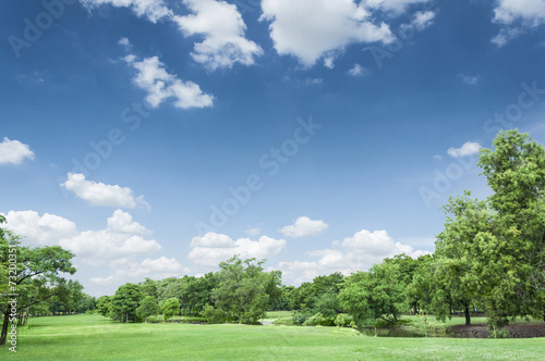Fototapeta Naklejka Na Ścianę i Meble -  grass green blue sky