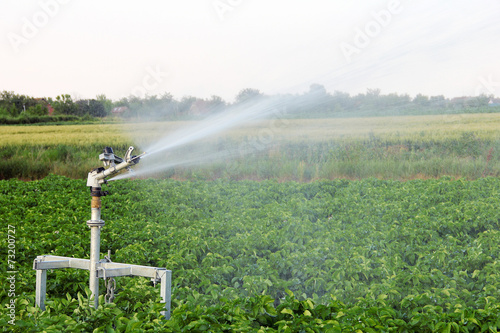 Irrigation in the field